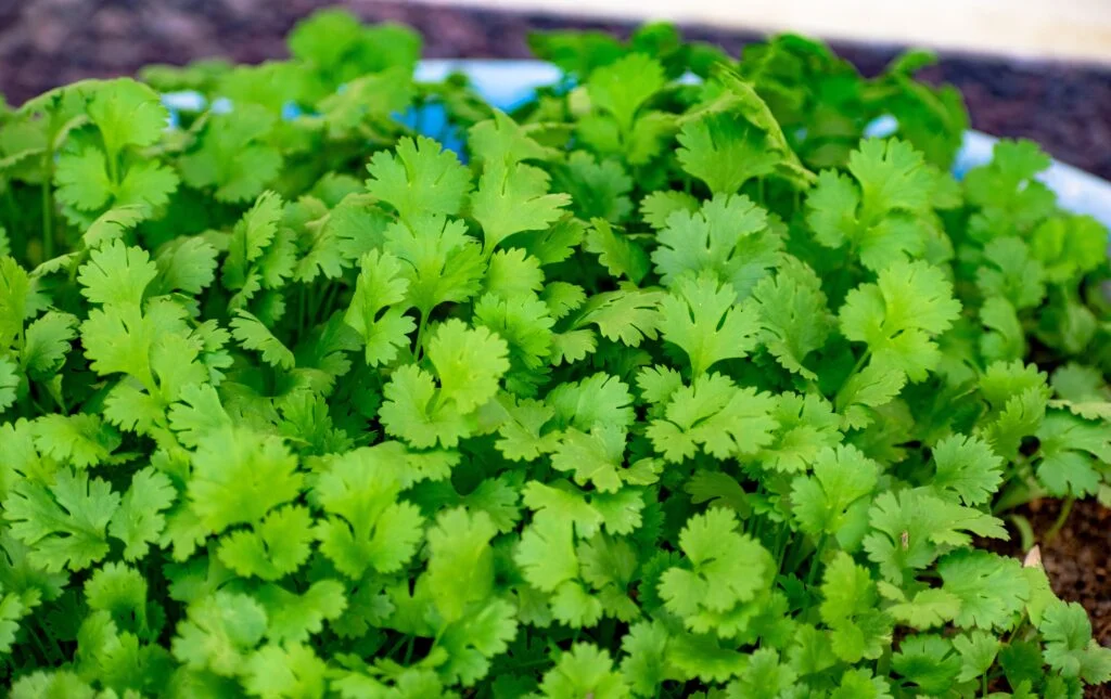 Fresh coriander